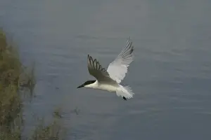 Gull-billed Tern Cairns foreshore, Queensland, Australia