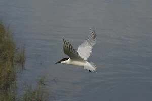 Images Dated 21st October 2003: Gull-billed Tern Cairns foreshore, Queensland, Australia
