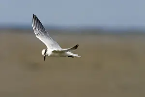 Gull-billed Tern Found nearly worldwide usually as an inland tern. Has been reported from much of Australia except for the most arid areas. This bird searching for food along the Cairns esplanade, Queensland