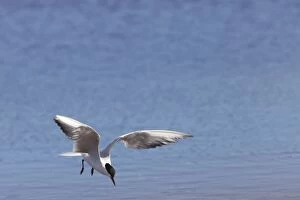 Gull-billed Tern - single adult bird in flight fishing