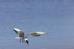Gull-billed Tern - single adult bird in flight fishing - Coto Donana - Spain