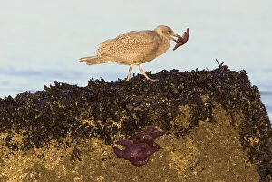 Gull feeding on purple sea stars, Stanley