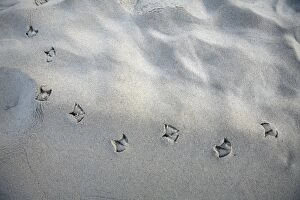 Gull - foot prints - in sand on beach