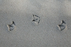 Images Dated 20th August 2009: Gull - foot prints - in sand on beach - Texel Island - Holland