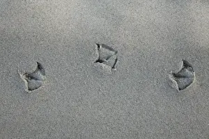 Animal Track Prints: Gull - foot prints - in sand on beach - Texel Island - Holland