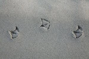 Gull - footprints - in sand on beach