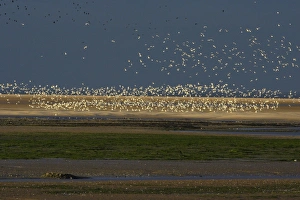 Images Dated 4th October 2007: Gulls - flying across Budle Bay Wildfowl Reserve at sunset