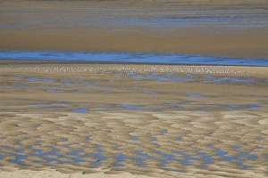 Images Dated 3rd October 2007: Gulls - resting at low tide in Budle Bay Wildfowl Reserve
