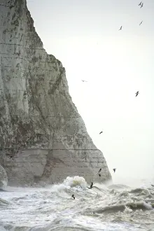 Boy's Bedroom Prints: Gulls Over rough seas at the foot of the Seven Sisters East Sussex Coast, UK