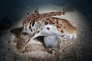 Gulper shark, Centrophorus granulosus, swimming close to sea bottom. A common deepwater dogfish of t Date: 14-Nov-19
