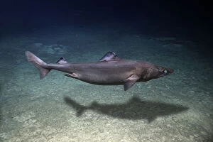Bellow Water Collection: Gulper shark, Centrophorus granulosus, swimming close to sea bottom