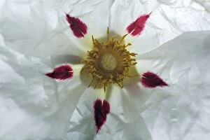 Gum Cistus - detailed study of blossom