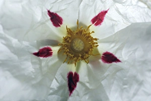Gum Cistus - detailed study of blossom Gum Cistus - detailed study of blossom