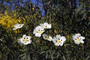 Cistus Prints: Gum Cistus - flowering bush, Extremadura, Spain