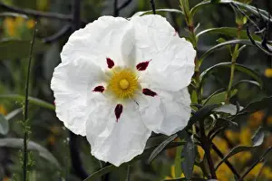 Gum Cistus - single blossom, Extremadura, Spain