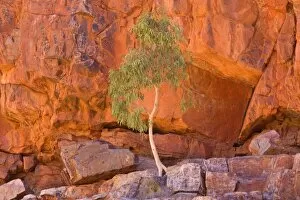 Images Dated 9th June 2008: Gum Tree growing in rock wall - a small gum tree backlighted by sunlight