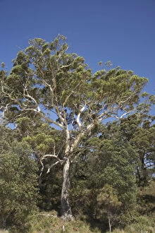 Eucalyptus Gallery: Gum Tree, Murrays Beach, Booderee National