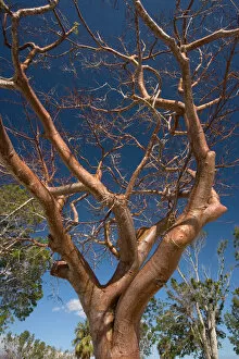 Images Dated 15th February 2006: Gumbo limbo tree / Tourist tree. USA