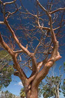 Images Dated 15th February 2006: Gumbo limbo tree / Tourist tree. USA