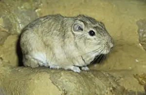 Gundi Morocco - North West Libya, North Africa