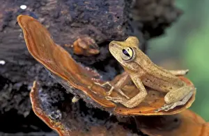 Gunther's Banded Treefrog - Tambopata Candamo Reserve - Peru