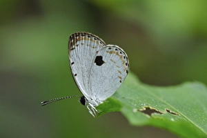 Images Dated 10th December 2008: Gunung Leuser National Park - Bukit Lawang - Northern Sumatra - Indonesia