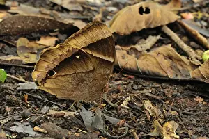 Gunung Leuser National Park - Bukit Lawang - Northern Sumatra - Indonesia