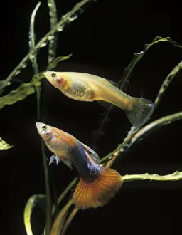 Guppy Prints: Guppy - male and female