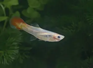 Guppy / Millionfish - female- tropical freshwater – variant - originally South & Central America 002721