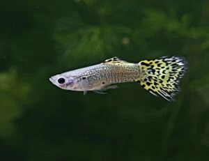 Guppy / Millionfish - lemon snakeskin male