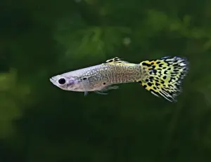 Aquarium Prints: Guppy / Millionfish – lemon snakeskin male - tropical freshwater – variant - originally South & Central America 002717