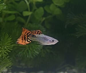 Guppy / Millionfish - male