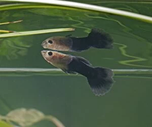 Guppy / Millionfish - male with reflection