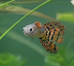 Images Dated 13th December 2005: Guppy / Millionfish - male - tropical freshwater – variant - originally South & Central America