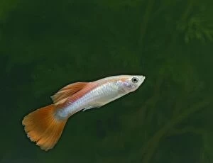 Images Dated 13th December 2005: Guppy / Millionfish - male - tropical freshwater – variant - originally South & Central America