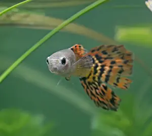 Guppies Prints: Guppy / Millionfish - male - tropical freshwater – variant - originally South & Central America 002749