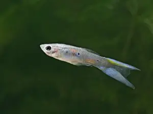 Guppy / Millionfish - male- tropical freshwater – variant - originally South & Central America 002733