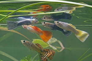 Guppy / Millionfish - males with reflections Guppy / Millionfish - males with reflections