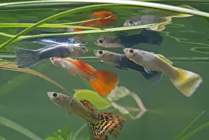 Guppy / Millionfish - males with reflections - tropical freshwater – variants - originally South & Central America 002754