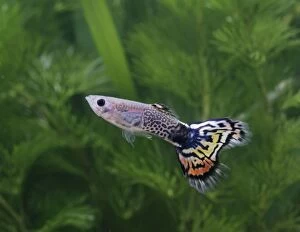 Guppy / Millionfish - metallic peacock male