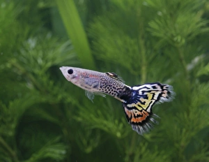 Guppy / Millionfish - metallic peacock male Guppy / Millionfish - metallic peacock male
