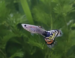 Guppies Prints: Guppy / Millionfish - metallic peacock male - tropical freshwater – variant - originally South & Central America 002715