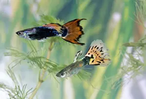 Guppy x2 male