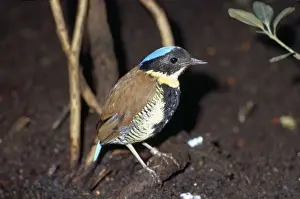 Burma Prints: Gurneys Pitta - on branch