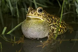 Croaking Prints: Guttural Toad - male calling in water - Tanzania - Africa