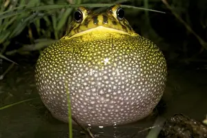 Guttural Toad - male calling in water - Tanzania - Africa