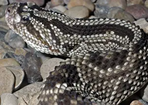 Viper Prints: Guyana Cascobel - pit viper of South American grassland habitats, Venezuela to Argentina