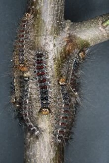 Images Dated 5th July 2007: Gypsy Moth - Larvae