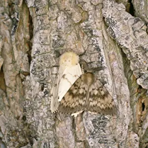 Gypsy Moth - male & female