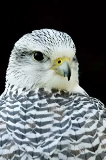 Images Dated 15th November 2009: Gyr Falcon - Close up of pale phase adult bird. Gloucestershire, England